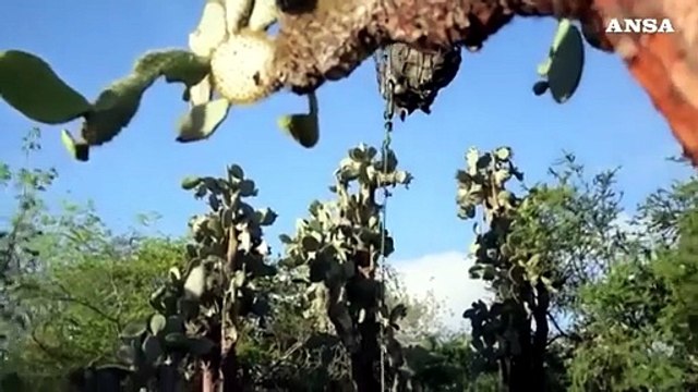 Galapagos, scoperte tartarughe parenti di una specie estinta