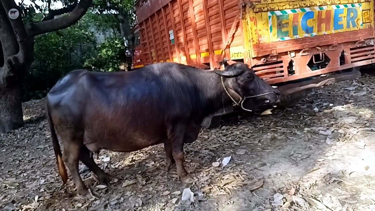 Sabse Sasti Bhains ki Mandi | Pashu Mandi | Bilaspur Pashu Mandi