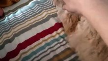 My MACY Persian Cat