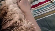 MACY Persian Cat