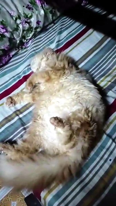 Macy Persian Cat