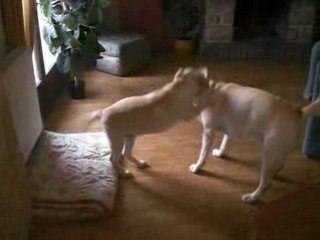 Jeux d'Anges Heureux 2