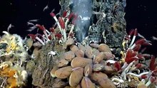 Why We Stopped Exploring the Bottom of the Ocean and What Is Down There?
