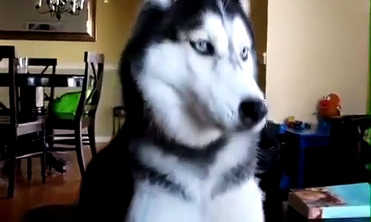 Cane parlante