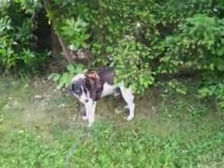 Un chien pas comme les autres