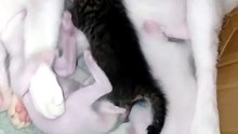 Mom cat Yel and her cute kittens
