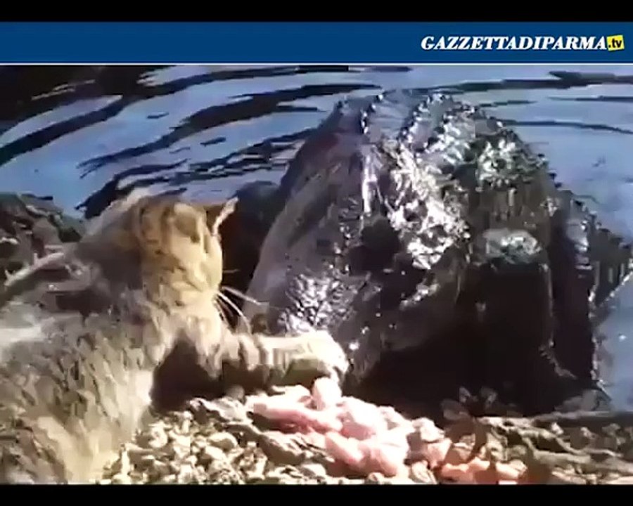 Gatto coraggioso. E il coccodrillo se ne va