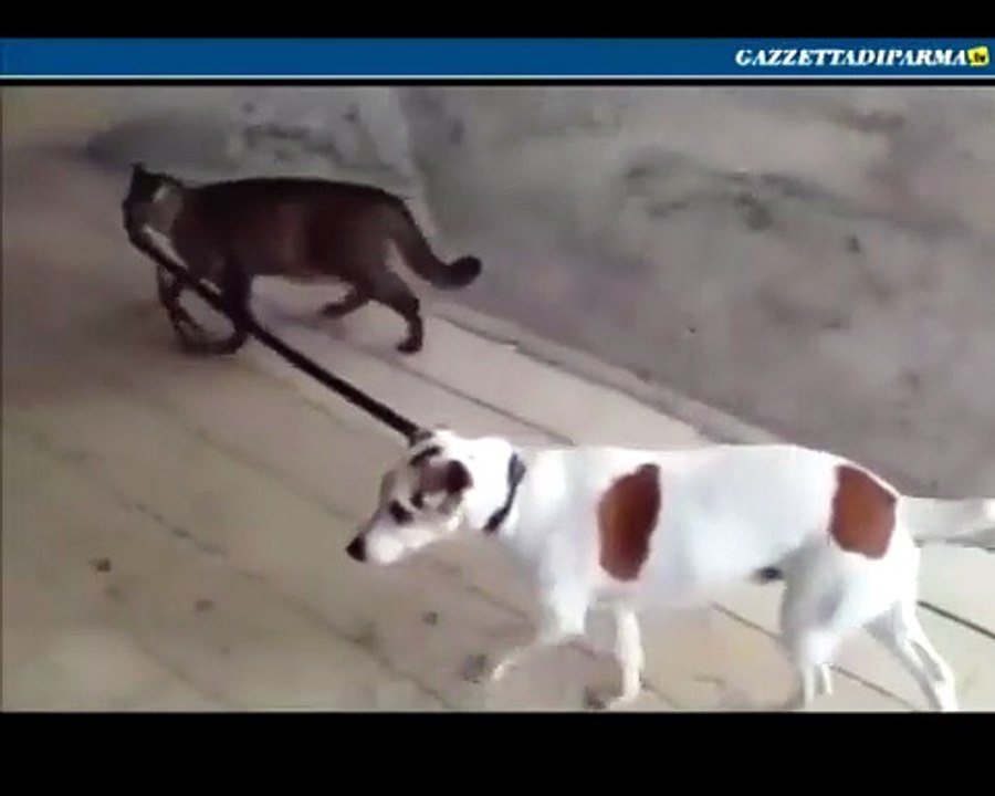 Fra cane e gatto... ecco chi comanda
