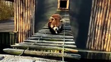 Warning: This Red Panda Might Melt Your Heart! ❤️