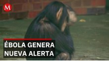 Expertos alertan que el consumo de fauna silvestre favorece brotes de ébola en África