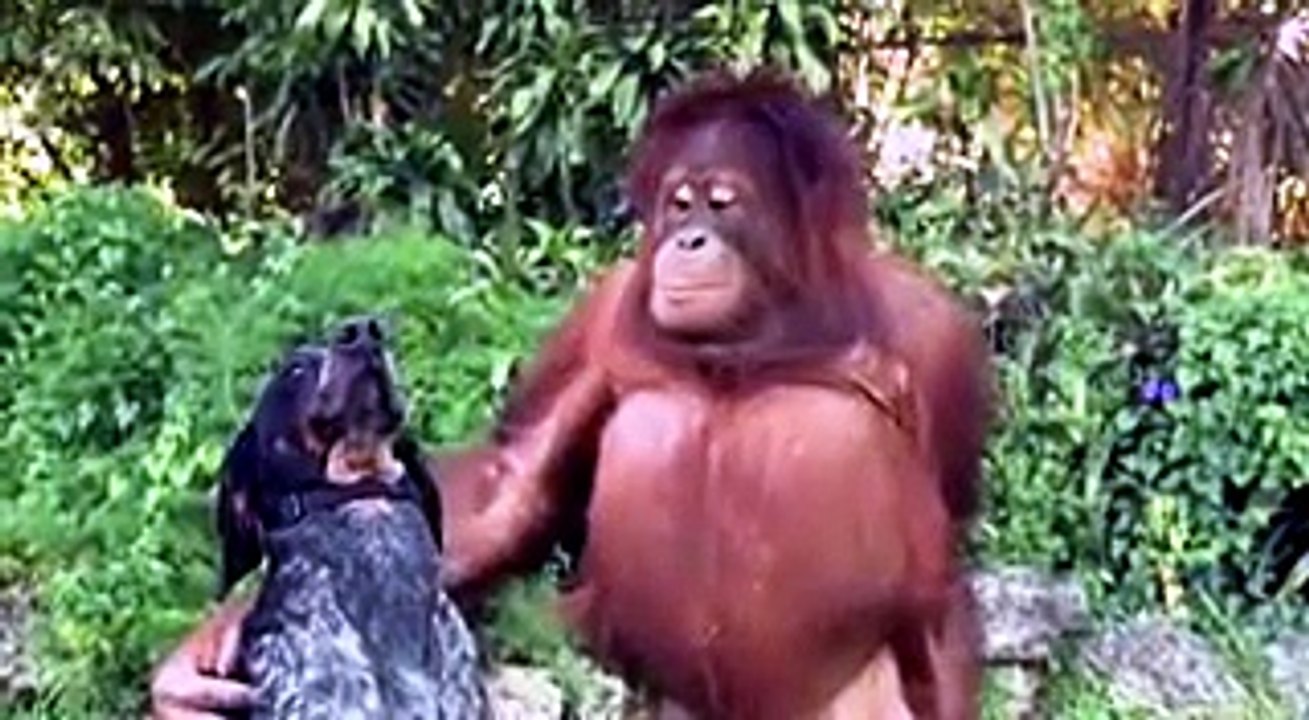 Animali, le strane coppie. That's amore Video