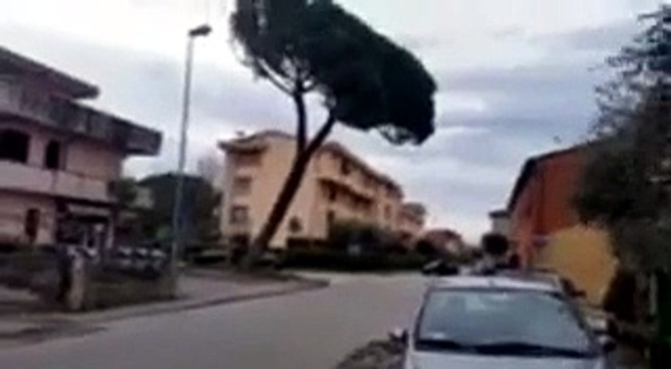 Versilia, il vento abbatte un albero in diretta