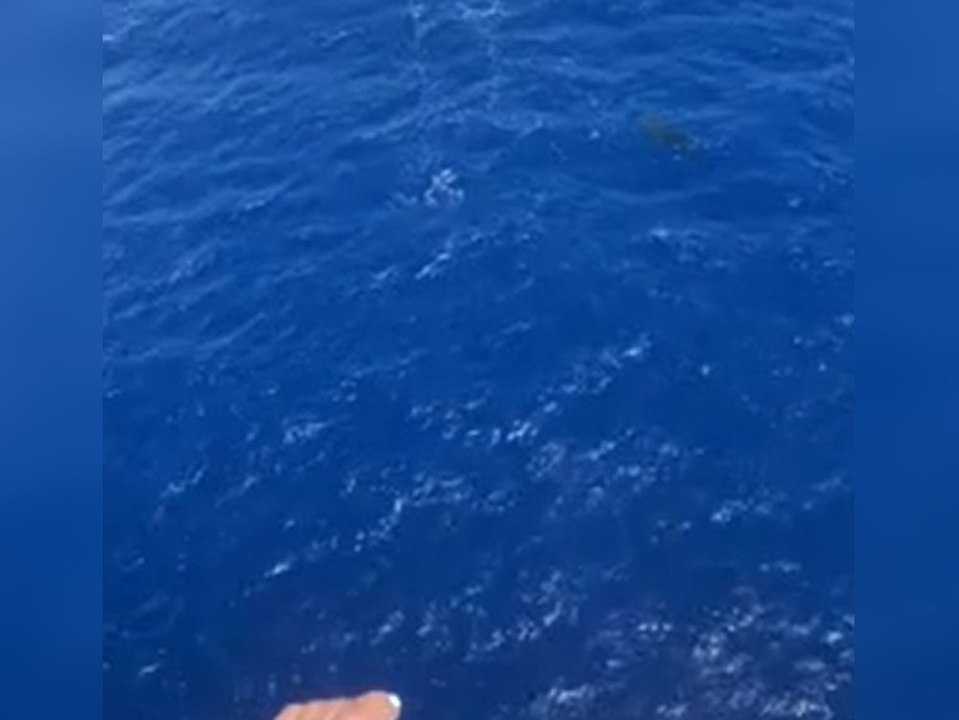 Parasailor drohen neben Hai zu landen