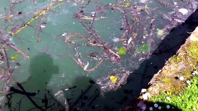 SITUAZIONE LAGHETTO PARCO DUCALE