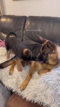💕💕Funny German shepherd dog 🐶🐾#cute German shepherd dog #sweet German shepherd dog #aswome German shepherd funny #fun #short reels 🐾🐶follow me please subscribe plz like
