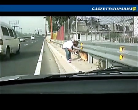 Cane abbandonato...soccorso per strada