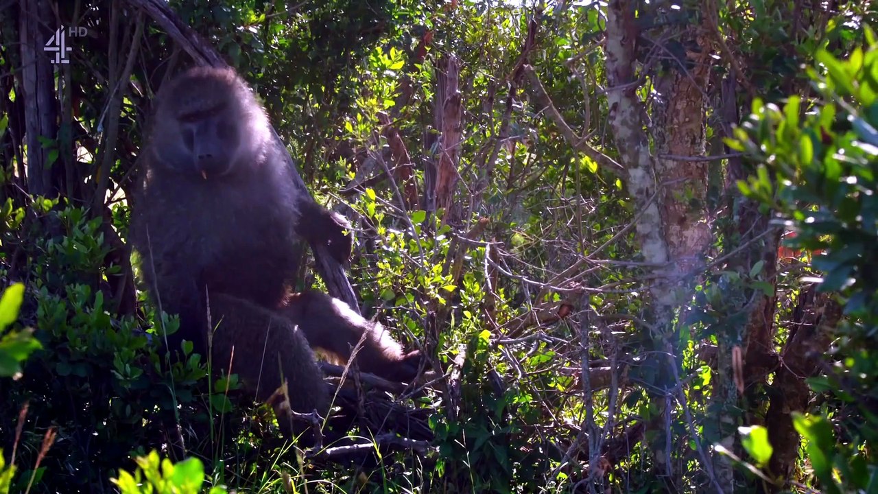 Rival @ Secret Safari Into the Wild