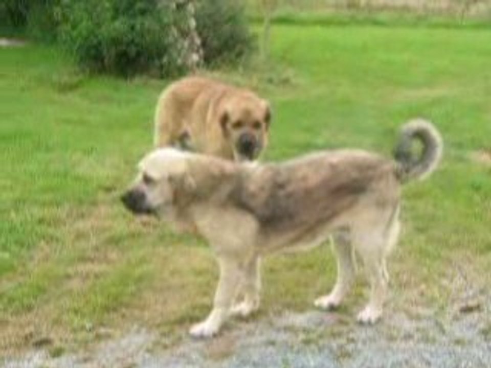 Kromagnon et Camélia 16 juin 2008