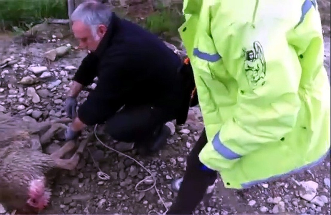 Rescue Dogs: video 3