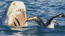 ¡Tiburón tigre: el más infame devorador de humanos!