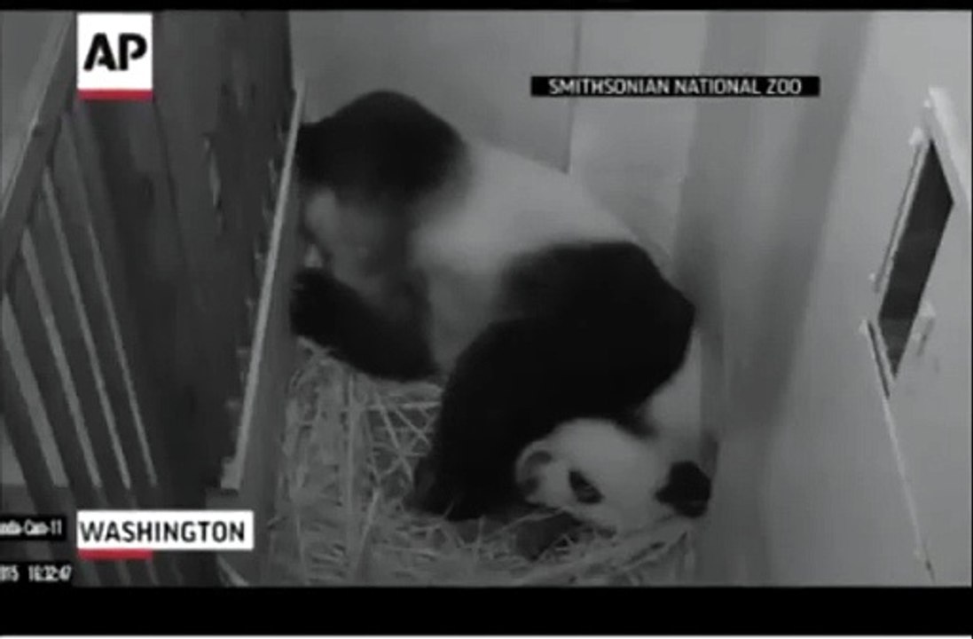 E il panda partorisce in diretta web