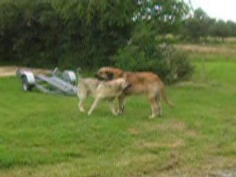Kromagnon et Camélia 16 juin 2008 2