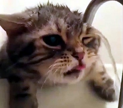 Il gattino deve ancora imparare a bere