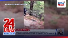 Benguet’s hiking dog proves it’s the ultimate paw-fect guide | 24 Oras Weekend