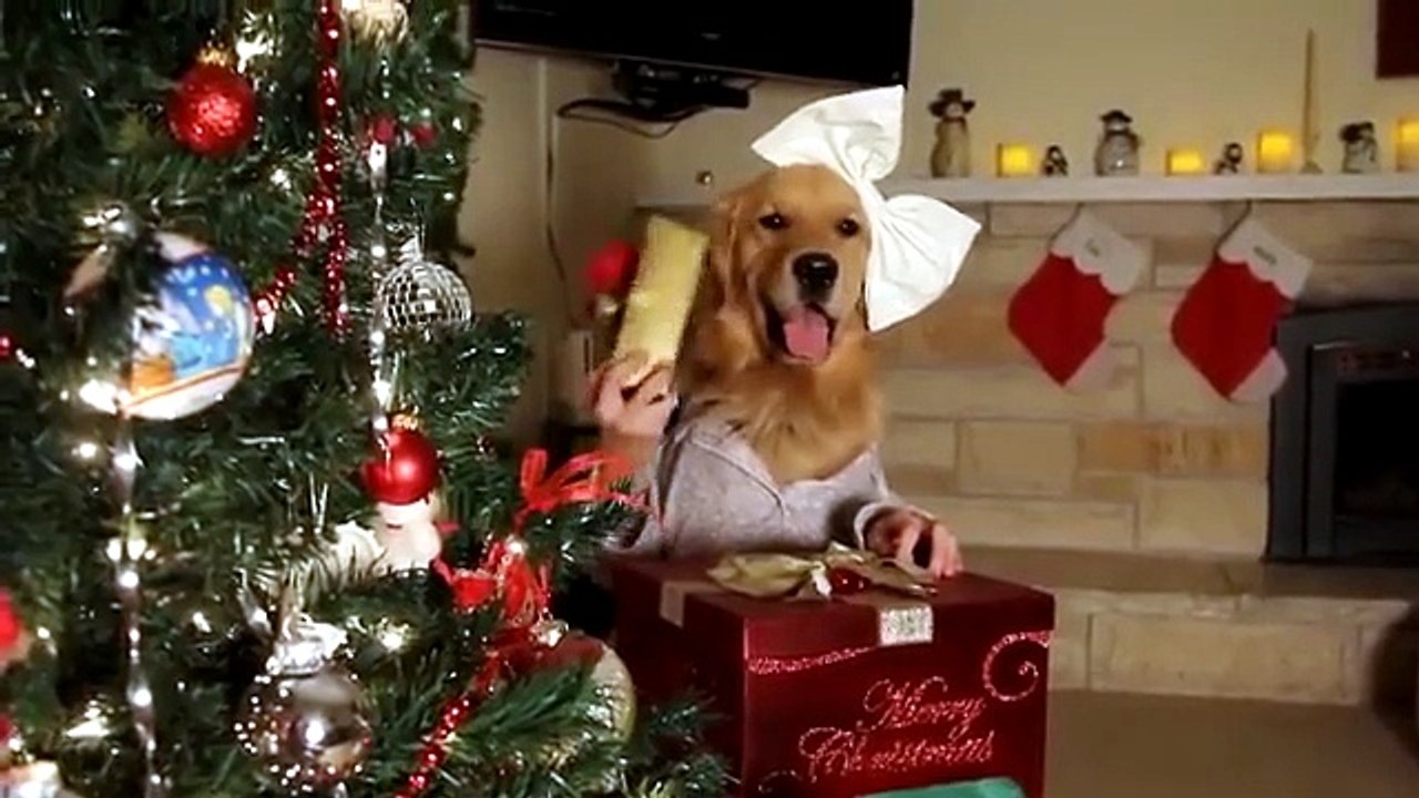Natale a quattro zampe (e due mani)