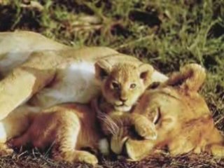 CRÉATION  THE LION SLEEPS TONIGHT