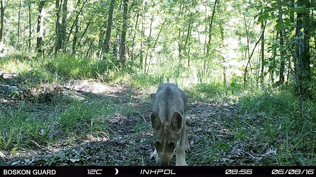 Lupi in Appennino