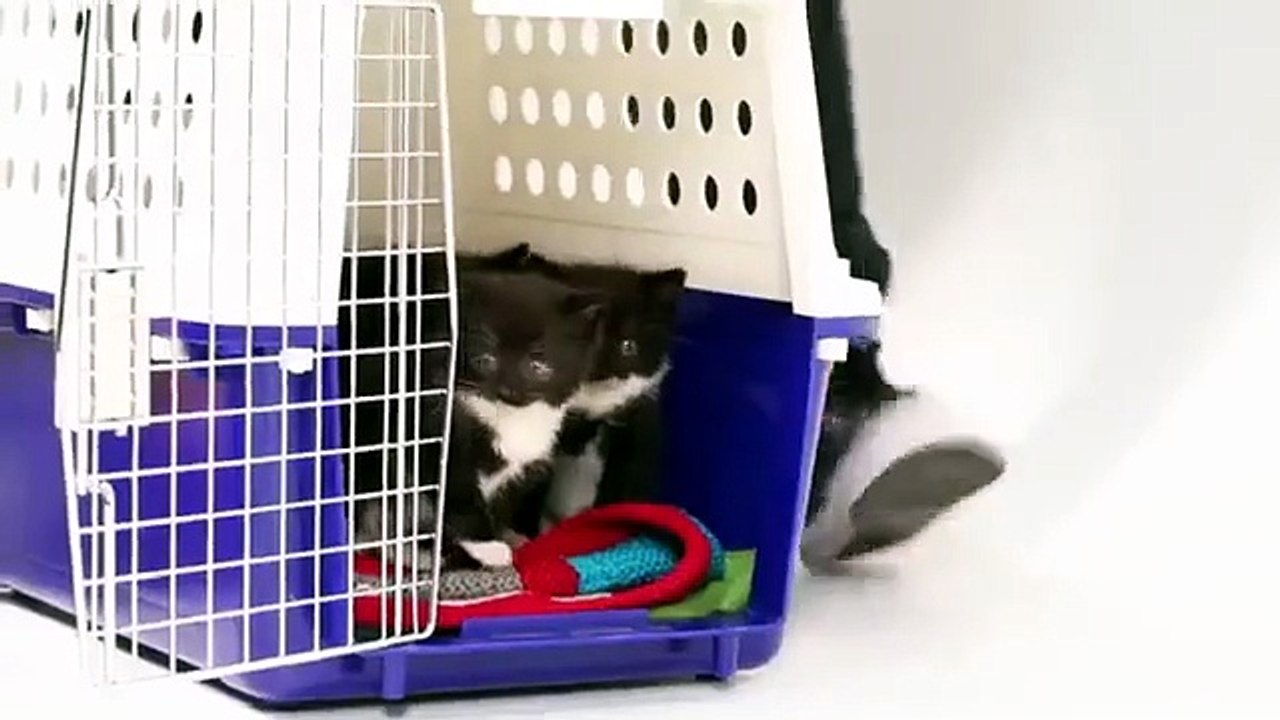 Cani e gatti al "primo appuntamento". E... Video