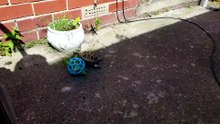 Is Brucie showing interest in his new feed ball? #МистерБрюси