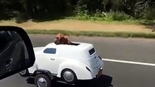 In viaggio col cane...e che stile!