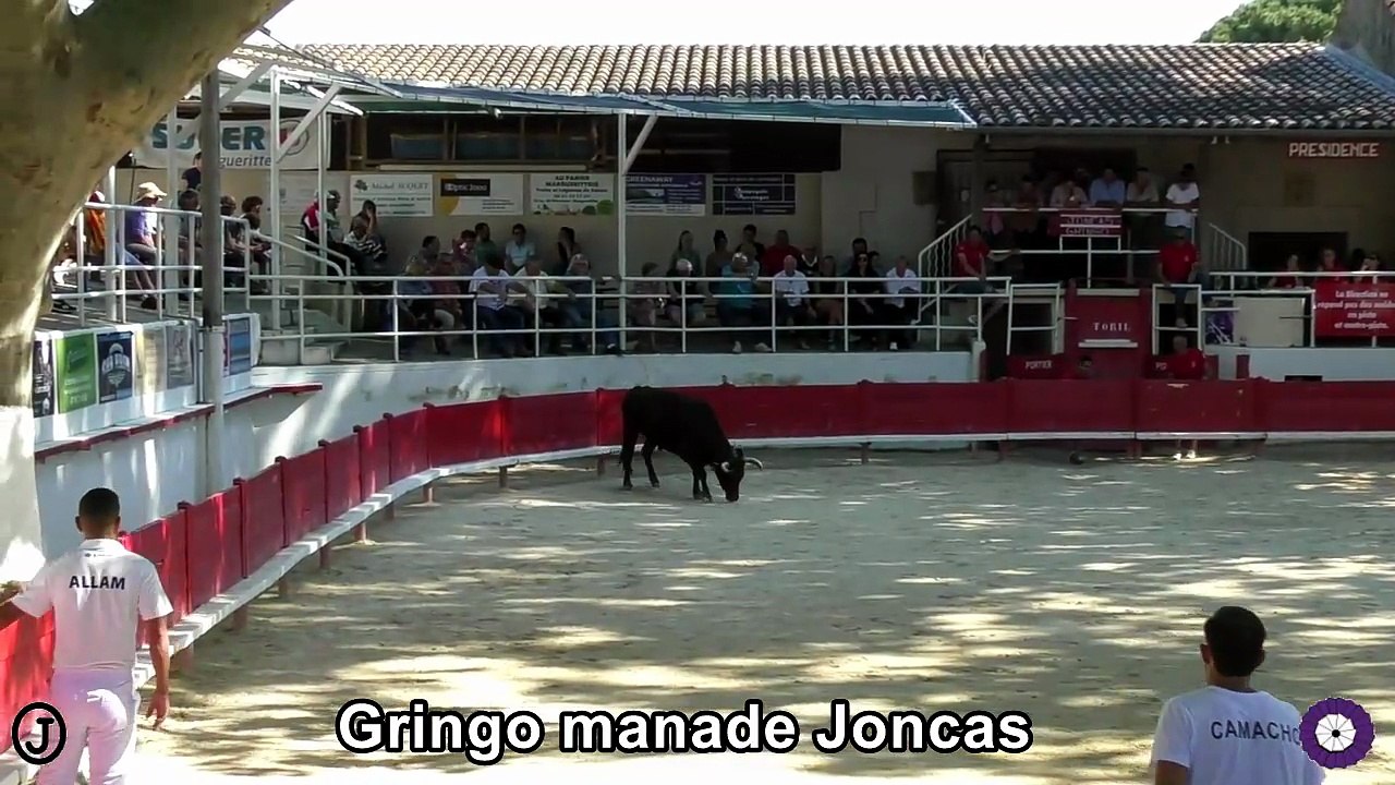 2026 05 24 Gringo