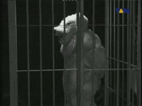 Tymon And Transistors - Biały miś