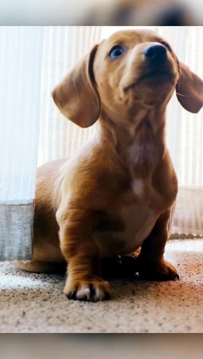 Les chiens penchent la tête