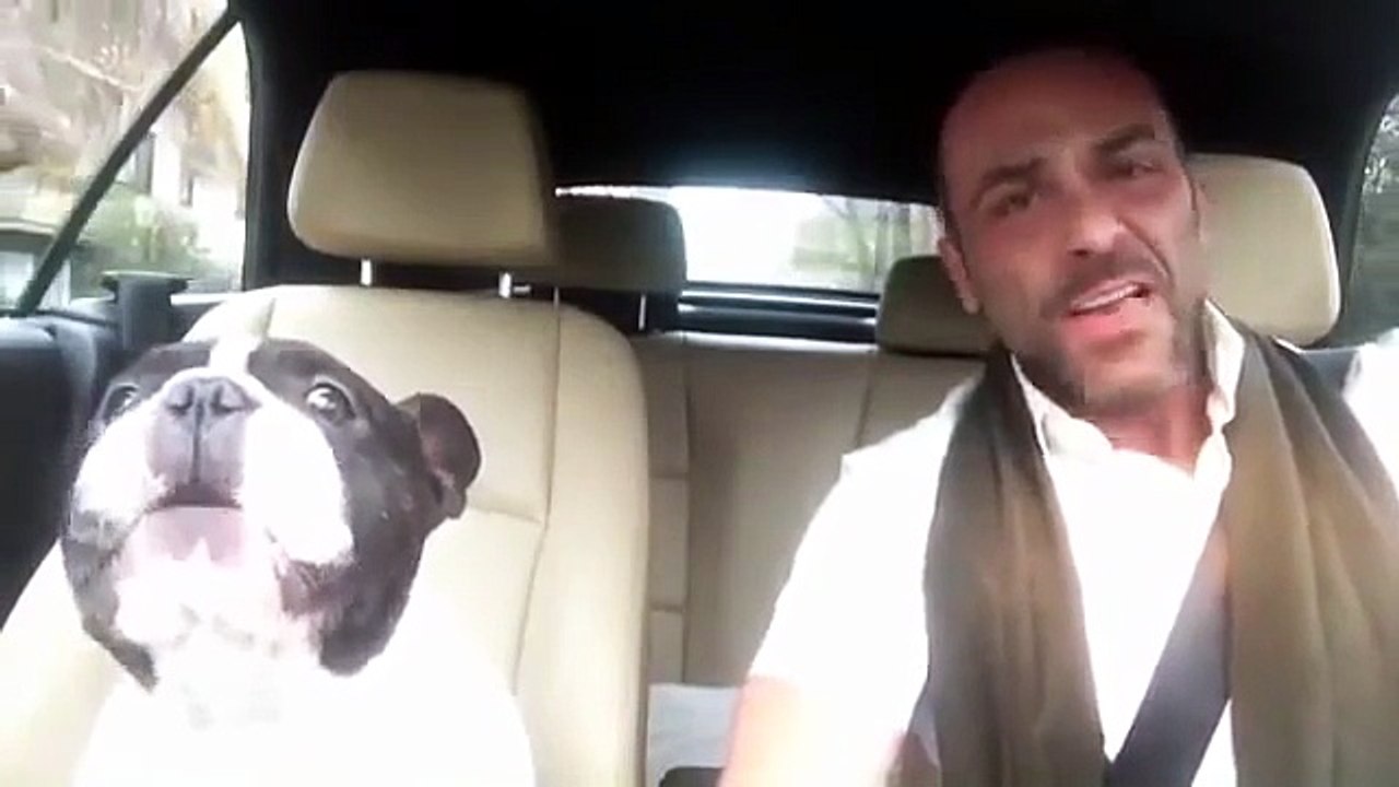 Junior, il bulldog canterino