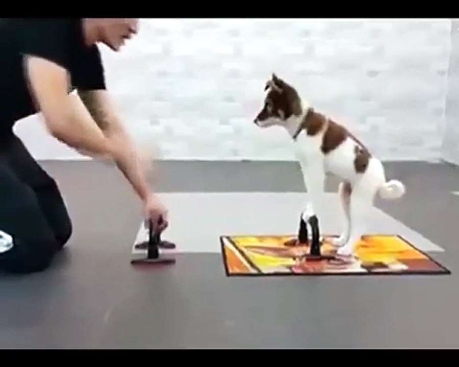 Palestra da cani