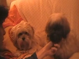 DES CHIENS CANAPES AGITES