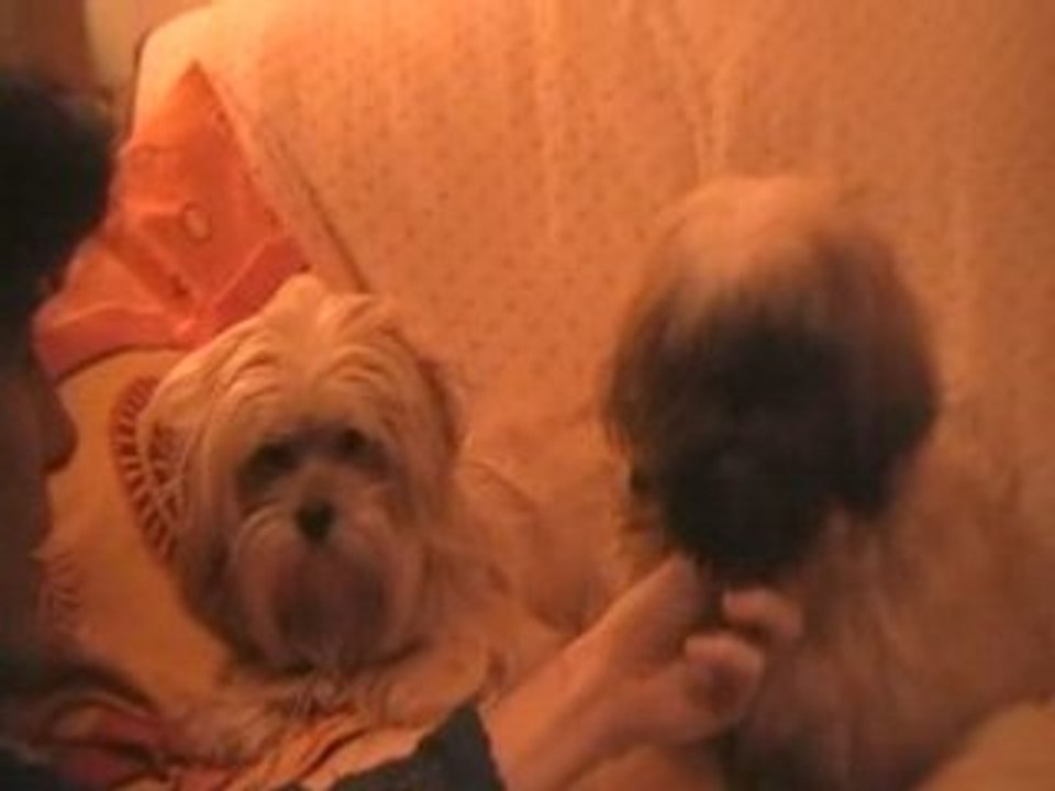 DES CHIENS CANAPES AGITES