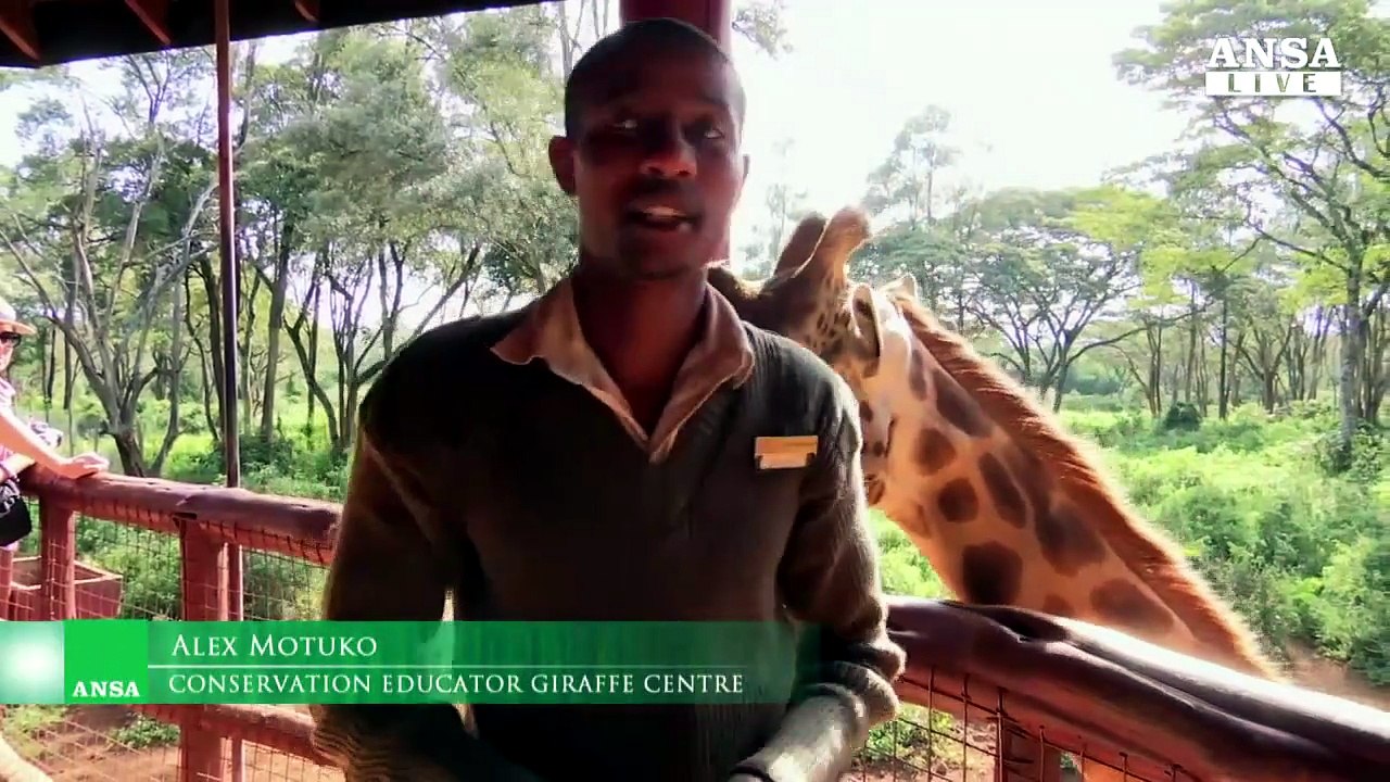 Le giraffe sono a rischio estinzione