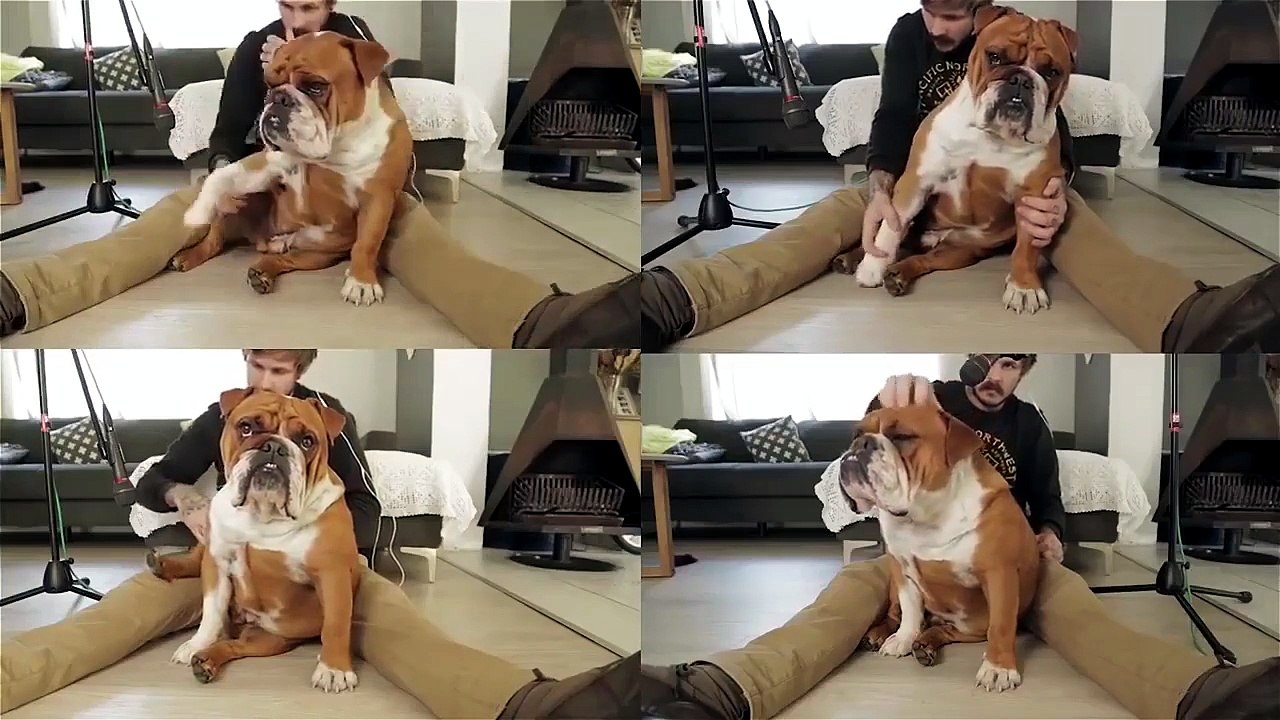 E' arrivato il bulldog sound