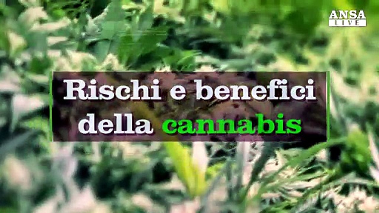 Cannabis: tutti i rischi e i benefici per la salute