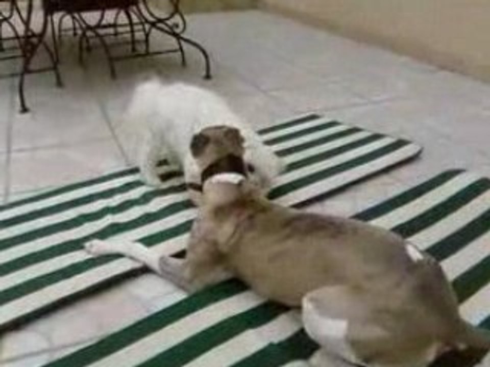 Prince et roxy