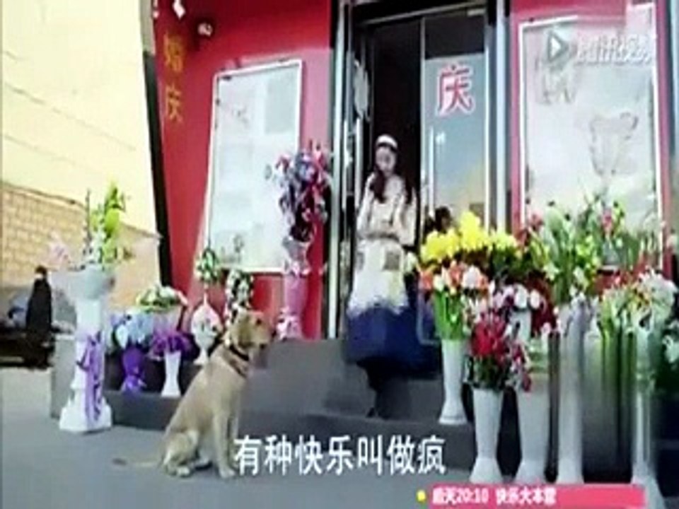 Il cane porta un fiore sulla tomba della padrona