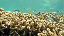 Swimming with Corals