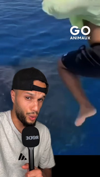 Savez-vous pourquoi il faut jamais sauter dans un banc de poisson ?