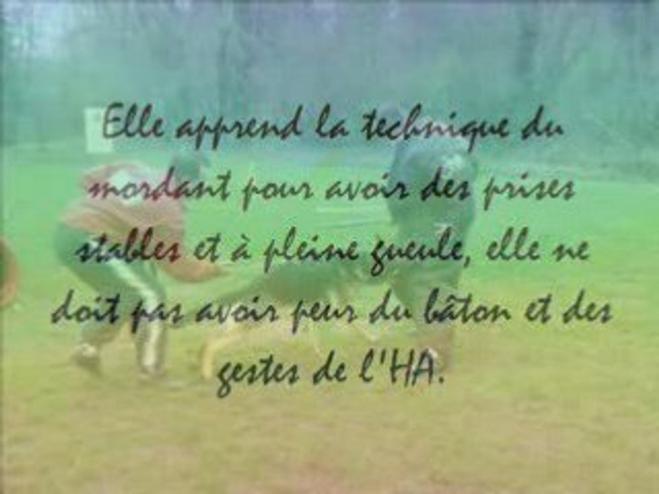 chiens et disciplines