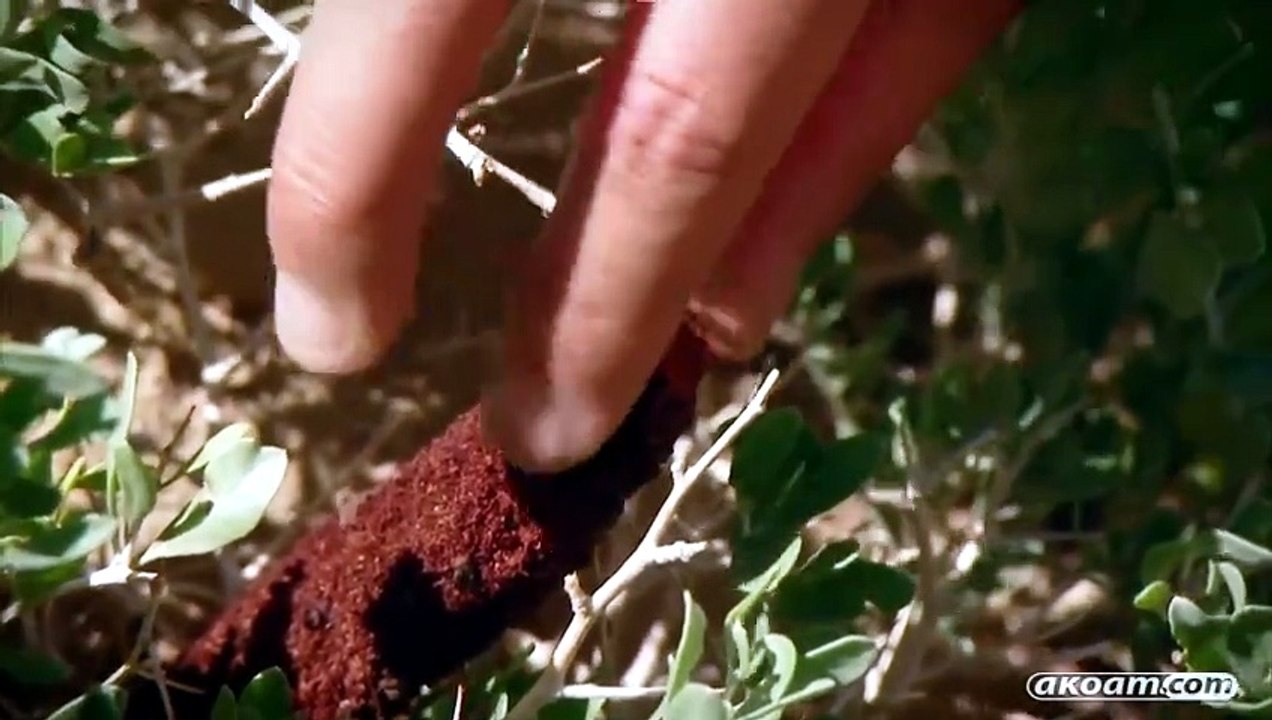 Beast hunter- mongolian death worm